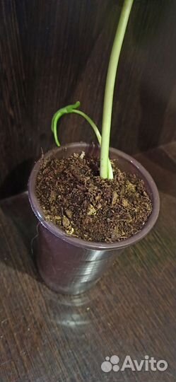 Филодендрон параисо верде