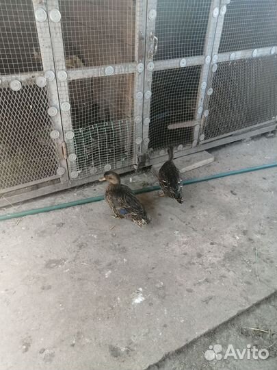 Подсадные утки