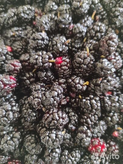 Шелковница