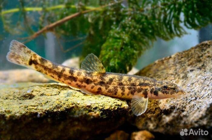 Голец усатый