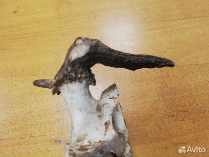 Череп лося, с рогами