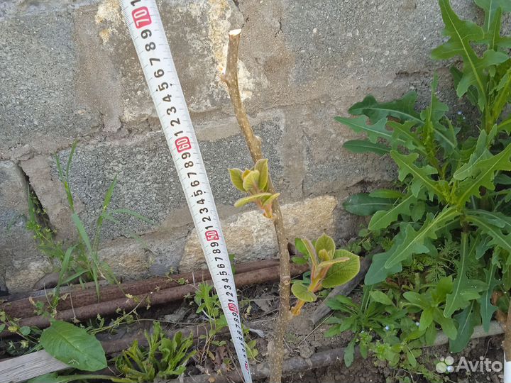 Саженцы мушмулы