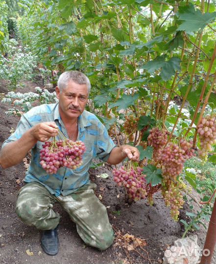 Саженцы винограда