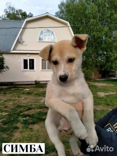 Отдаем даром в добрые руки 3 щенков