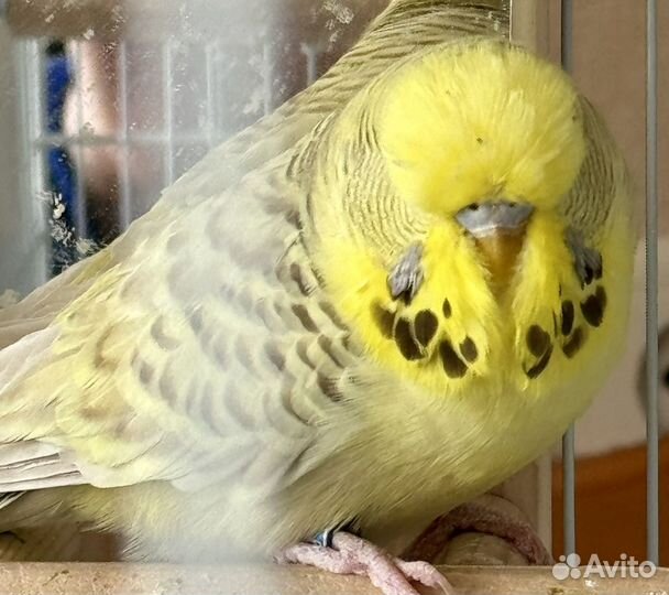 Попугай ввп чех, выставочный волнистый