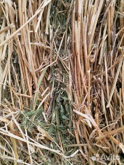 Сено костер