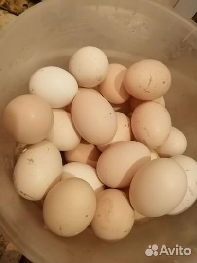 Домашние куриные яйца