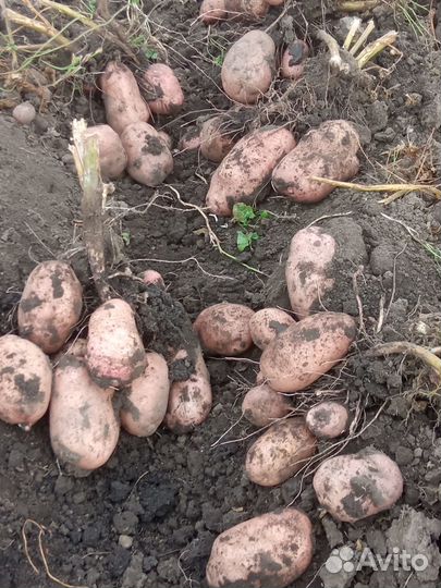 Семенной картофель Уника, Сынок, Лапоть почтой