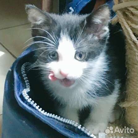 Котёночек,5 апреля,чёрно-белый,ласковый