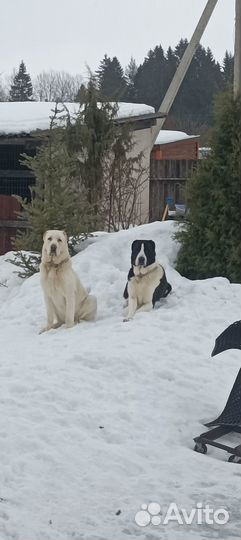 Услуги кинолога