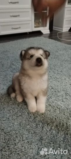 Аляскинский маламут