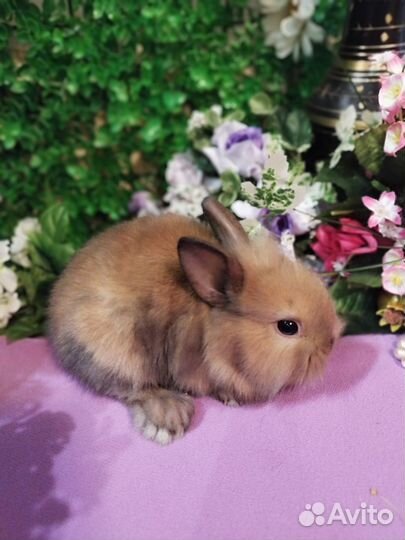 Ручные карликовые кролики без посредников