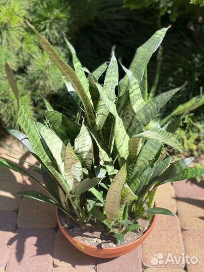 Сансевиерия