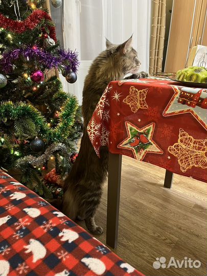 Кот мейн-кун вязка