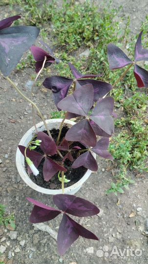 Комнатные растения