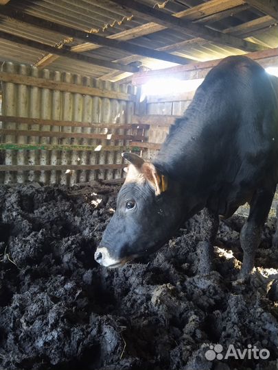 Быки на мясо живым весом