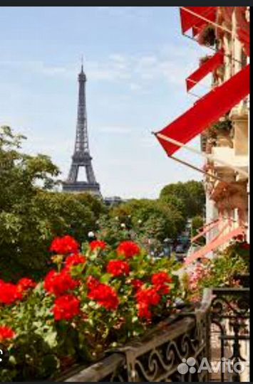 Герань пеларгония как в Париже