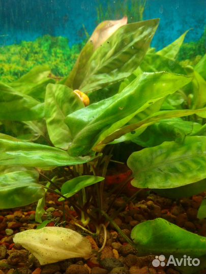 Криптокорина понтедериеволистная