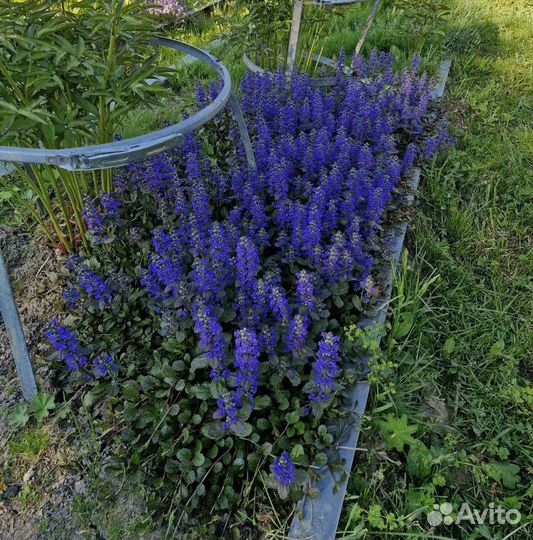 Многолетники для сада