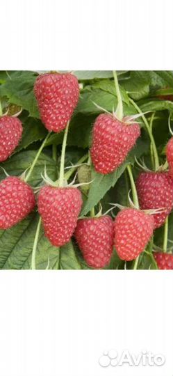 Саженцы малины полька