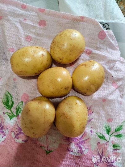 Картофель свежий урожай 2023