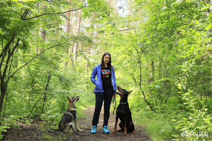 Дрессировка собак. Курсы. Обучение кинологов