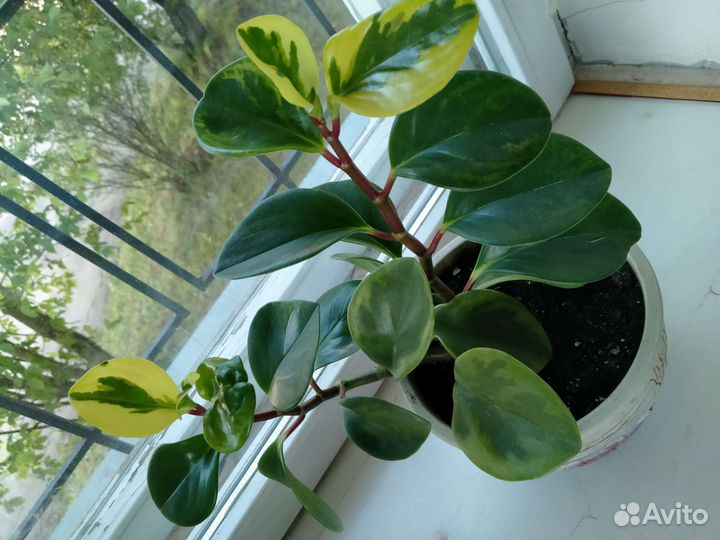 Фикус, Пеперомия, бегония, спатифиллум (женское