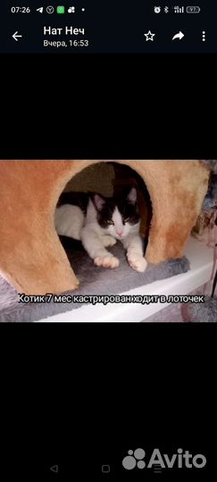 Котик 8 мес