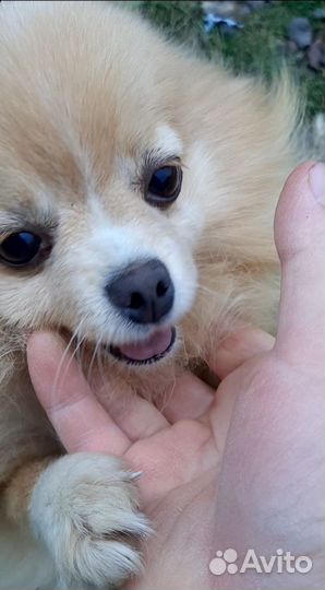 Девочка мини