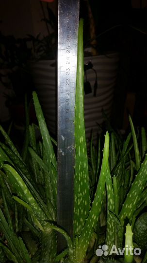 Лечебное алоэ вера, 5 лет, 4, 3 года, листья