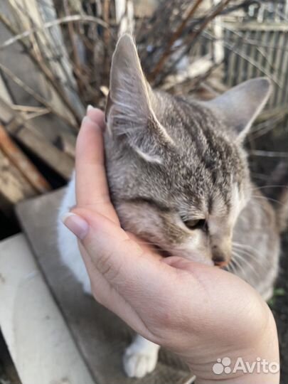 Кот в добрые руки