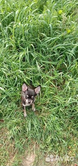 Щенок чихуахуа. Mini Девочка. 3 мес