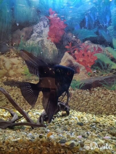 Рыбка -Скалярия мальчик