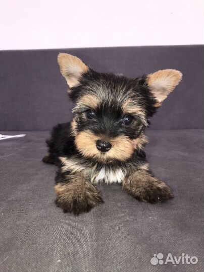 Йоркширский терьер