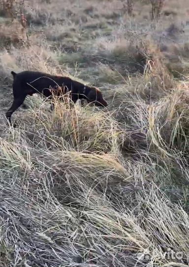 Курцхаар вязка