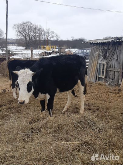 Телки стельные