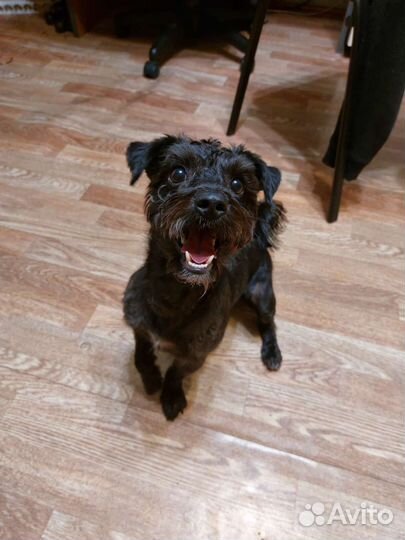 Метис шнауцера и йорка ждёт подругу для вязки