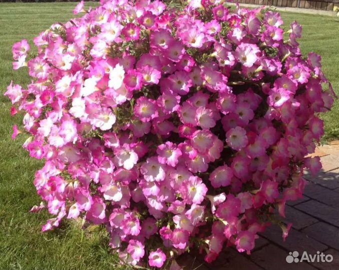 Петуния Опера суприм пинк морн, черенки