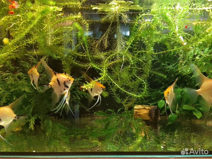 Стеллаж для аквариумов