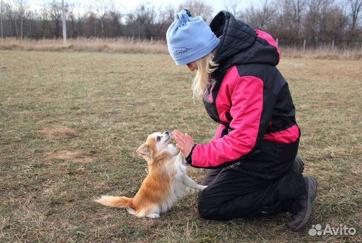 Дрессировка и воспитание собак