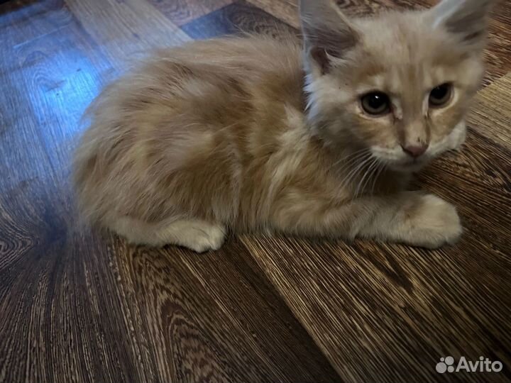 Кошки мейн-кун