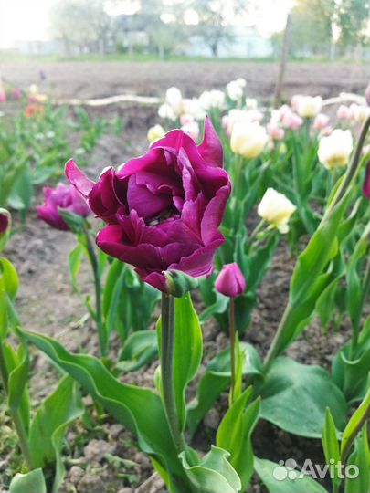 Тюльпан Verona (луковица)