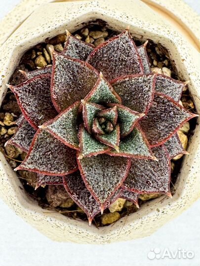 Echeveria Purpusorum 'Dionysos' суккулент