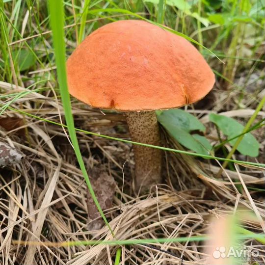 Белые грибы свежие