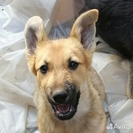 Собака щенок гибрид с хаски, девочка