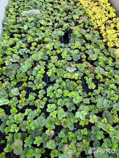 Рассада клубники Мурано (ремонтантная)