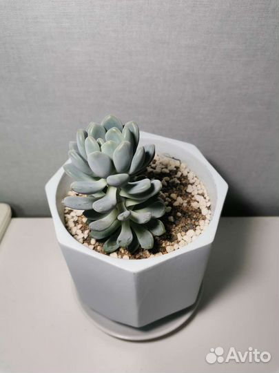 Суккуленты. Ниша для суккулентов