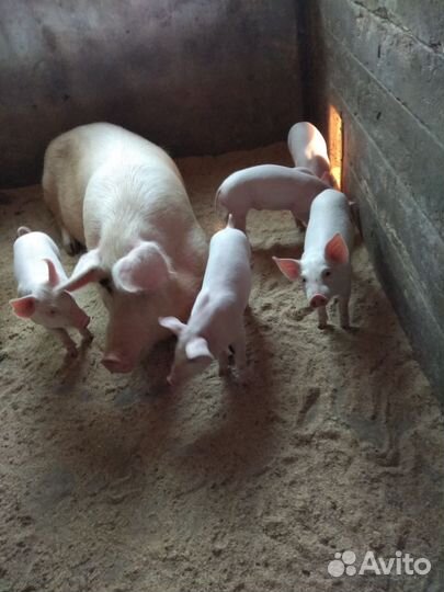 Поросята