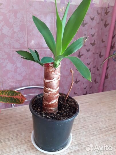 Пальма юкка