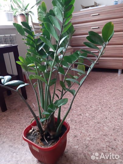 Продам цветы комнатные